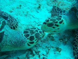"First Kiss" 
Jan.07, Cozumel, friends let me know, turt... by Debbie Allen 